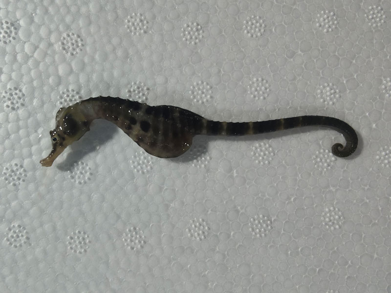 膨腹海马